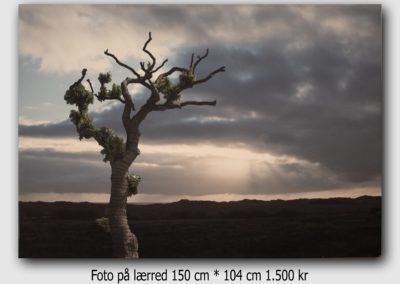 Træ flyttet til Rømø